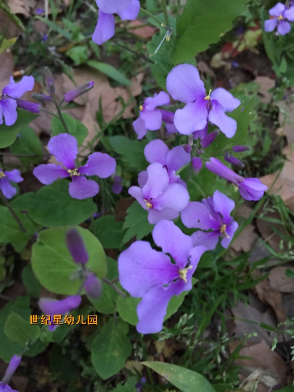 IMG_6063.JPG
